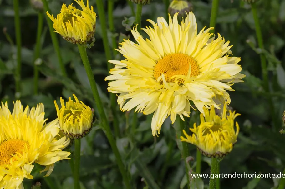 Großblumige Sommer-Margerite 'Goldfinch'