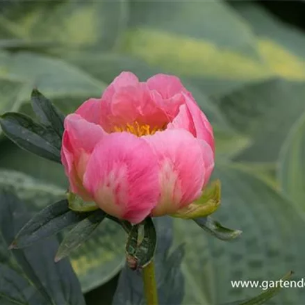 Pfingstrose 'Pink Hawaiian Coral'