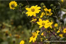 Kleinblumige Sonnenblume 1 Liter Topf