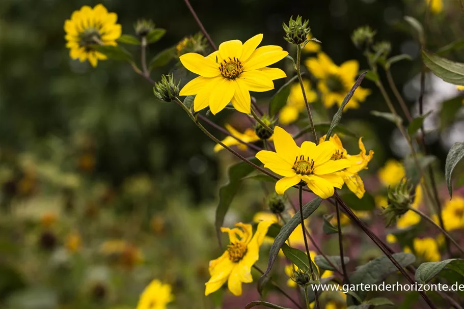 Kleinblumige Sonnenblume 1 Liter Topf