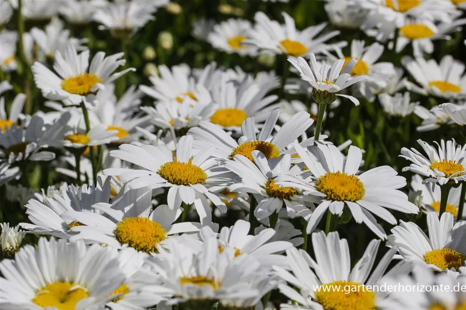 Großblumige Sommer-Margerite 'Gruppenstolz' 9 x 9 cm Topf 0,5 Liter