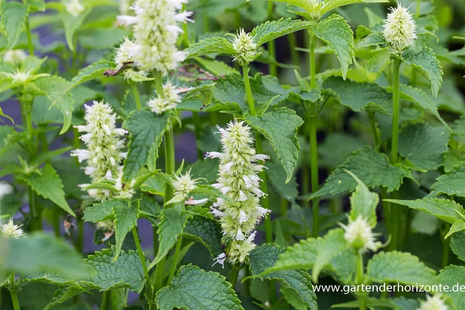 Duftnessel 'Alabaster' 1 Liter Topf