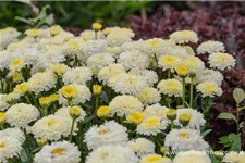 Großblumige Sommer-Margerite 'Luna' 1 Liter Topf