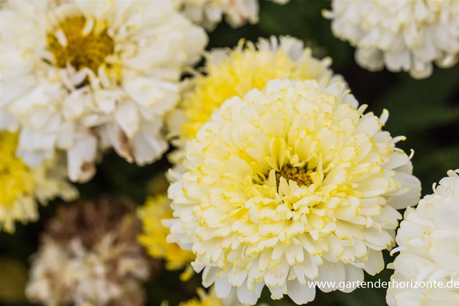 Großblumige Sommer-Margerite 'Luna' 1 Liter Topf