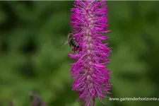 Japanischer Wiesenknopf 1 Liter Topf