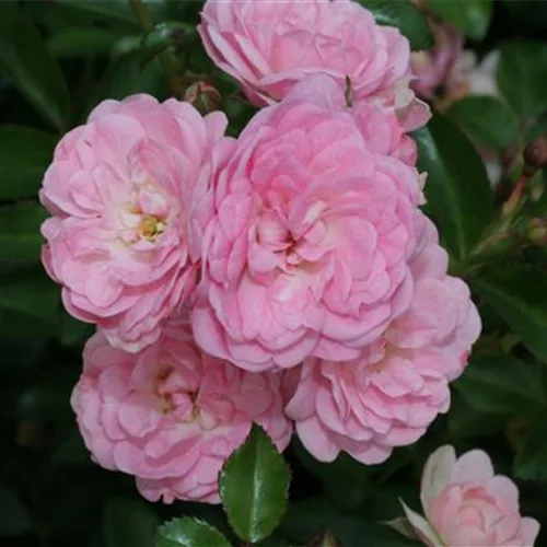 Bodendeckerrose 'The Fairy'