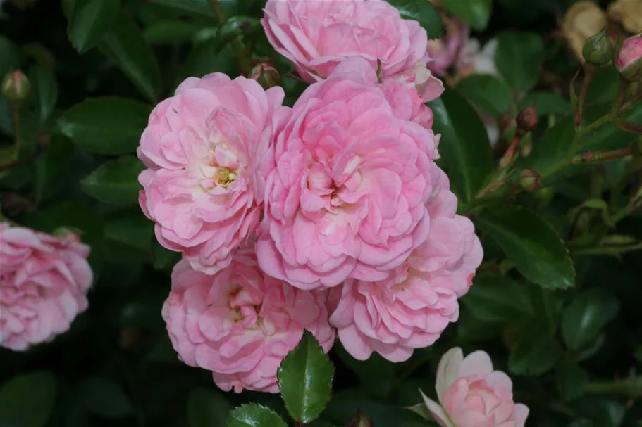 Bodendeckerrose 'The Fairy' 4 Liter Topf