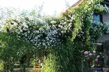 Kletterrose 'Paul's Himalayan Musk Rambler' 5 Liter Topf