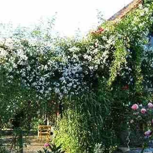 Kletterrose 'Paul's Himalayan Musk Rambler'