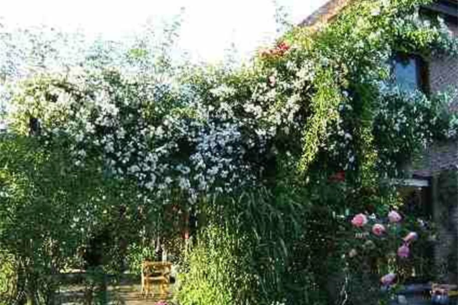 Kletterrose 'Paul's Himalayan Musk Rambler' 5 Liter Topf