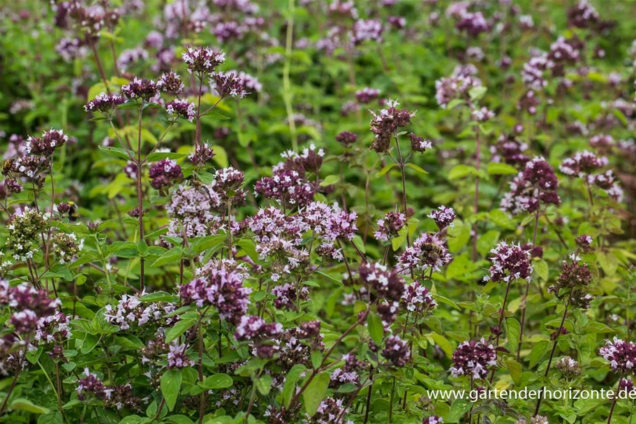 Oregano 9 x 9 cm Topf 0,5 Liter