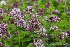 Oregano 9 x 9 cm Topf 0,5 Liter