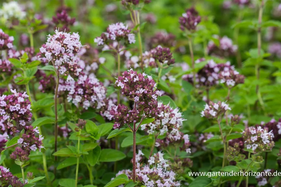 Oregano 9 x 9 cm Topf 0,5 Liter