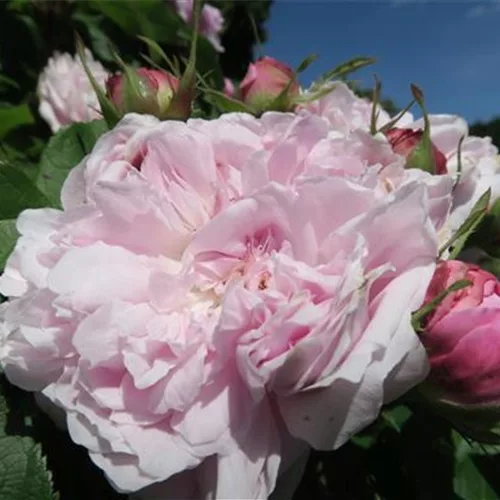 Parkrose 'Jacques Cartier'