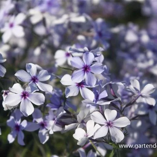 Kanadische Wald-Flammenblume 'Chattahoochee'