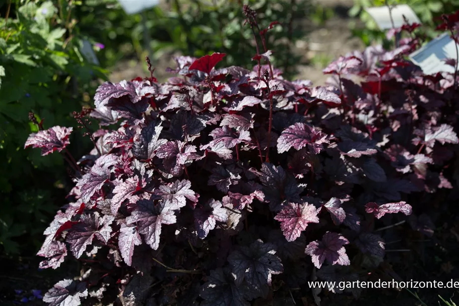 Kleinblütiges Silberglöckchen 'Plum Pudding' 1 Liter Topf