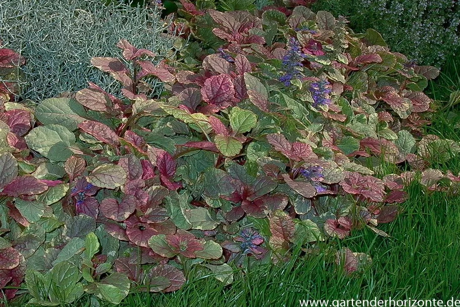 Mehrfarbiger Günsel 'Burgundy Glow' 9 x 9 cm Topf 0,5 Liter