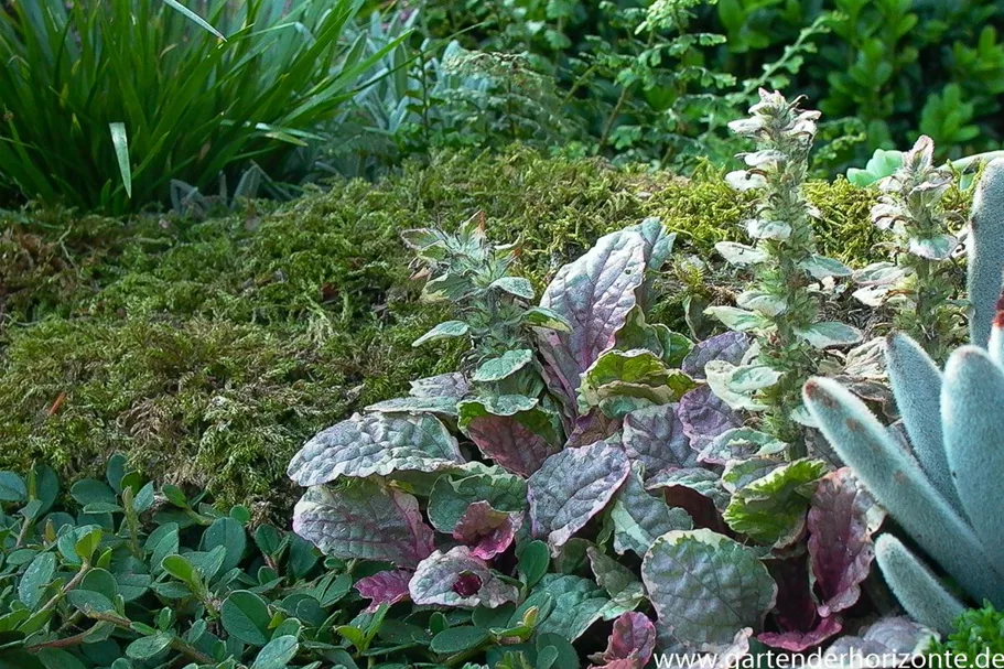 Mehrfarbiger Günsel 'Burgundy Glow' 9 x 9 cm Topf 0,5 Liter