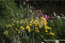 Hoher Wiesenknopf 'Albiflora' 1 Liter Topf