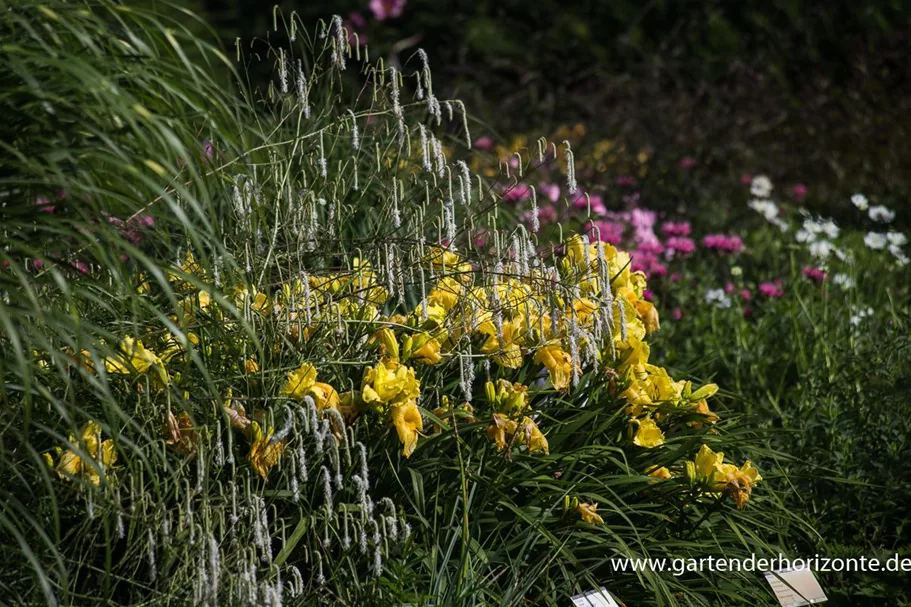 Hoher Wiesenknopf 'Albiflora' 1 Liter Topf