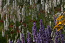 Hoher Wiesenknopf 'Albiflora' 1 Liter Topf