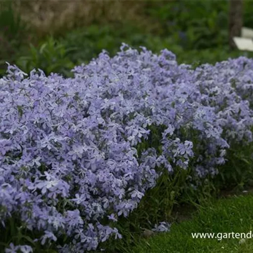 Kanadische Wald-Flammenblume 'Clouds of Perfume'