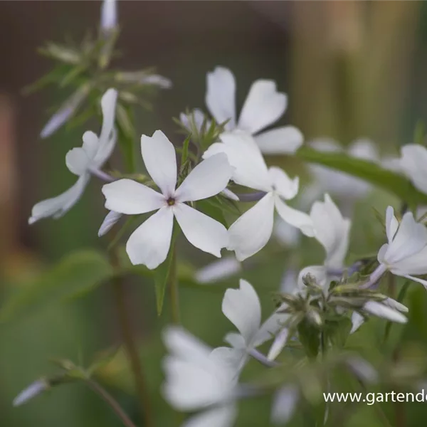 Kanadische Wald-Flammenblume 'May Breeze'