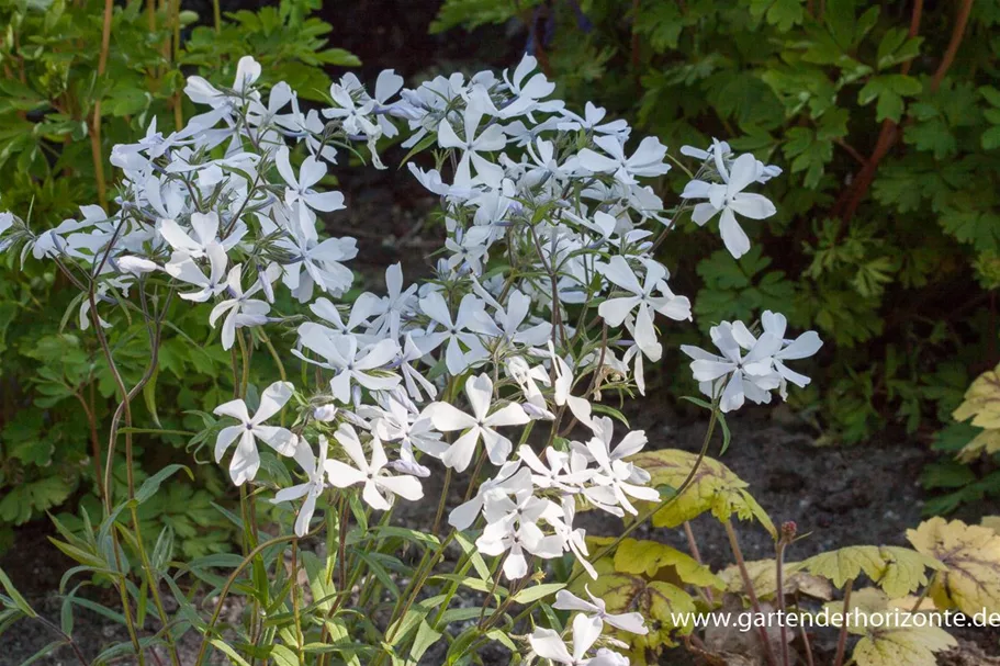 Kanadische Wald-Flammenblume 'White Perfume' 9 x 9 cm Topf 0,5 Liter