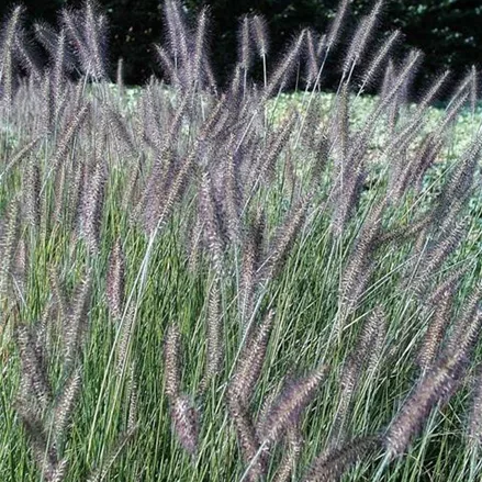 Lampenputzergras 'Herbstzauber'