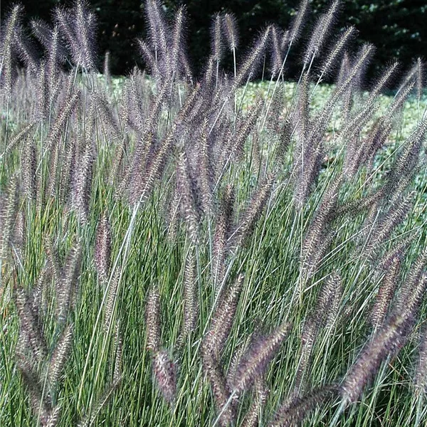 Lampenputzergras 'Herbstzauber'