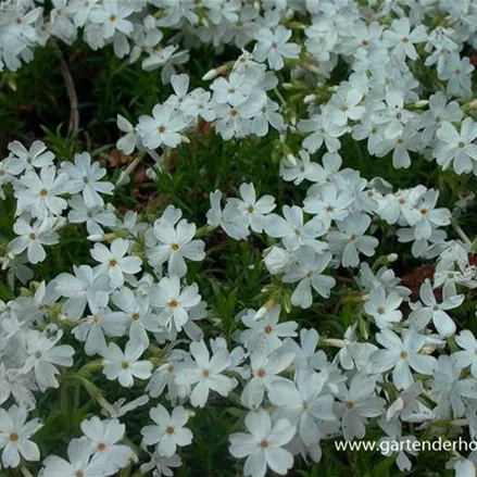 Polster-Flammenblume 'White Delight'