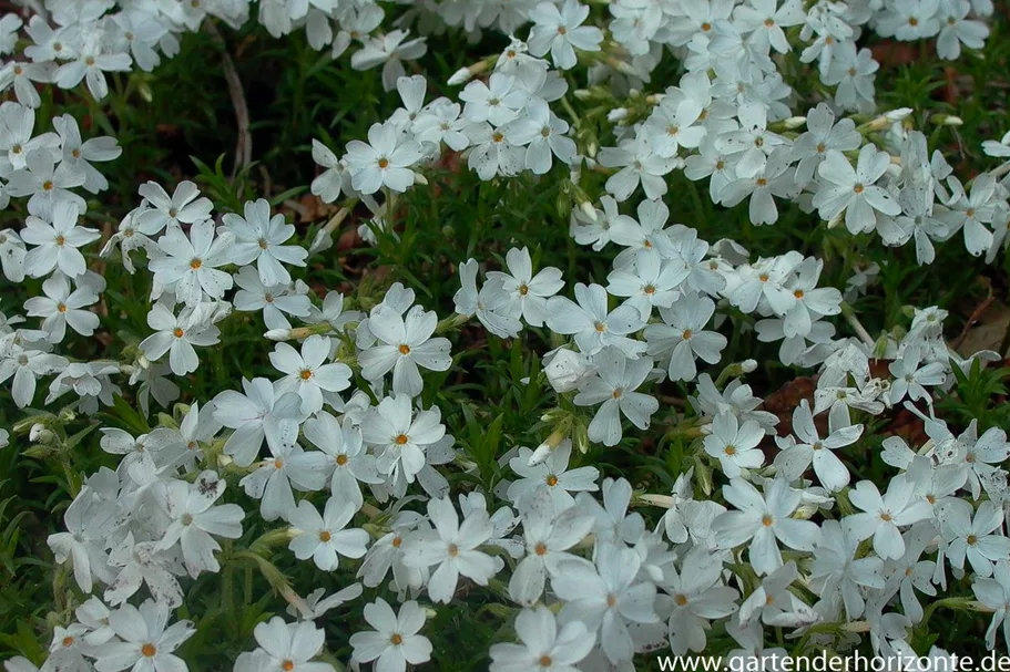 Polster-Flammenblume 'White Delight' 9 x 9 cm Topf 0,5 Liter