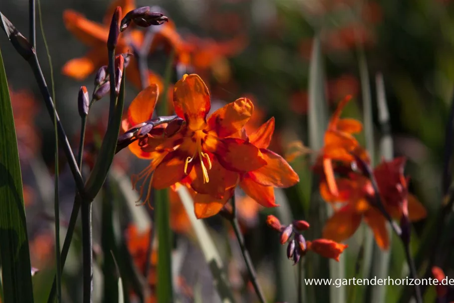 Montbretie 'Emily McKenzie' 2 Liter Topf