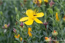 Polster-Johanniskraut 'Grandiflorum' 9 x 9 cm Topf 0,5 Liter