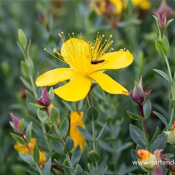 Polster-Johanniskraut 'Grandiflorum'