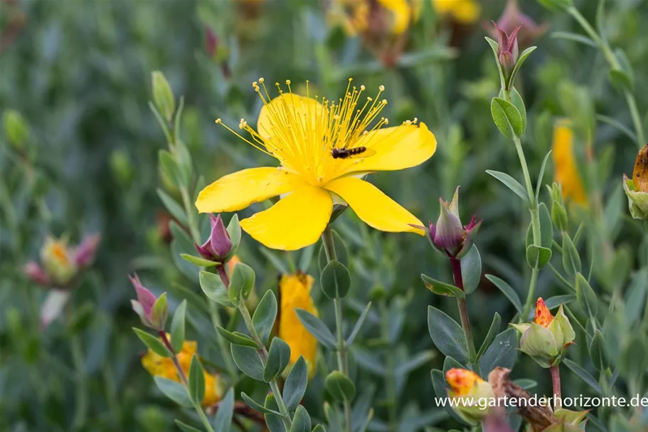 Polster-Johanniskraut 'Grandiflorum' 9 x 9 cm Topf 0,5 Liter