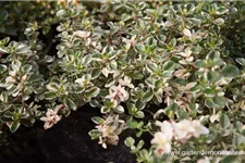 Panaschierter Feld-Thymian 'Foxley' 9 x 9 cm Topf 0,5 Liter