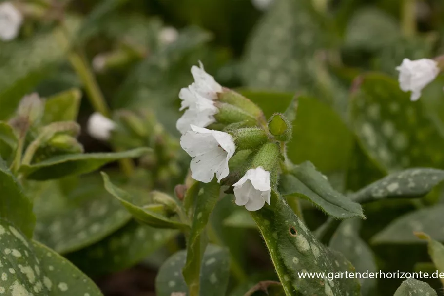 Kleingeflecktes Lungenkraut 'Sissinghurst White' 9 x 9 cm Topf 0,5 Liter