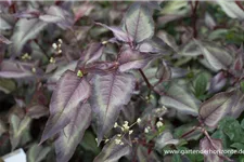 Persicaria microcephala 'Silver Dragon' 1 Liter Topf