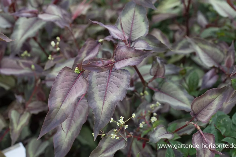 Persicaria microcephala 'Silver Dragon' 1 Liter Topf