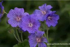 Prächtiger Storchschnabel 'Anemoneflorum' 9 x 9 cm Topf 0,5 Liter