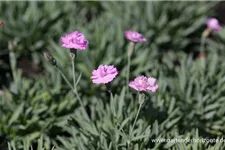 Pfingst-Nelke 'Pink Jewel' 0,5 Liter Topf