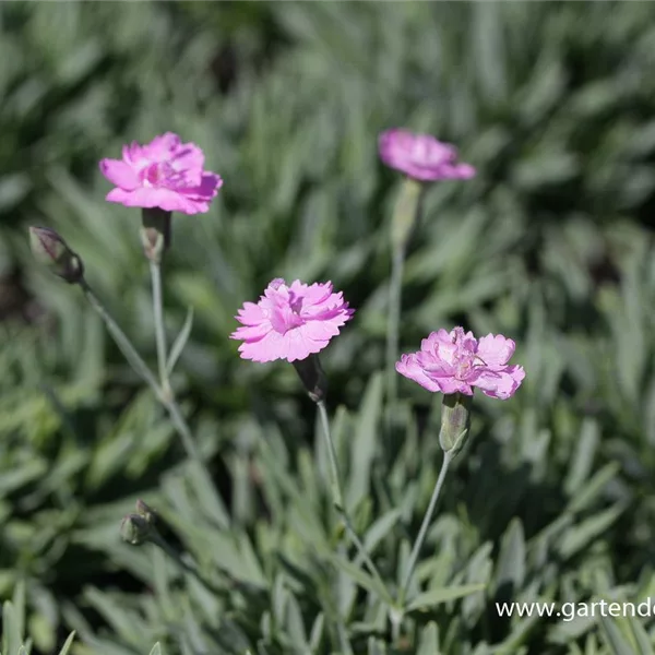 Pfingst-Nelke 'Pink Jewel'