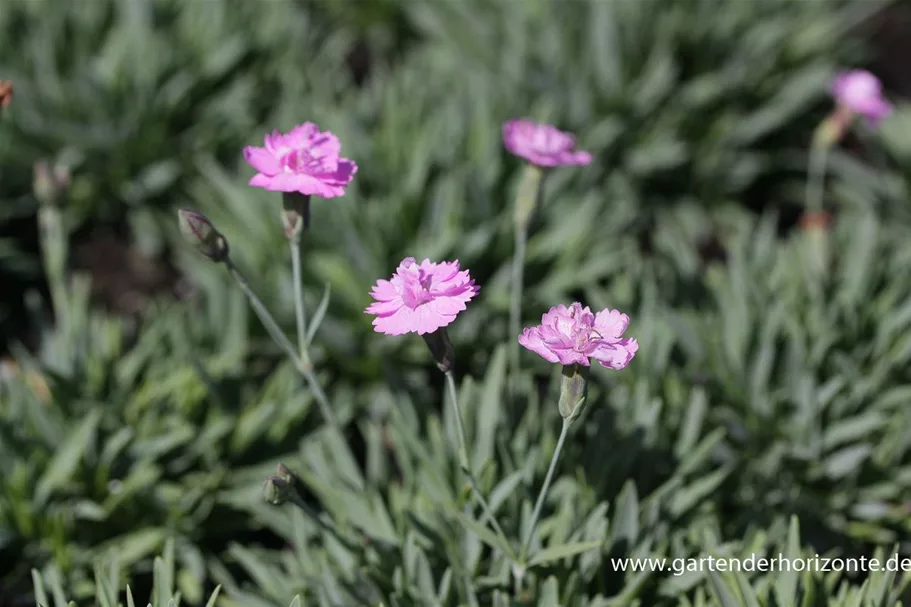 Pfingst-Nelke 'Pink Jewel' 0,5 Liter Topf