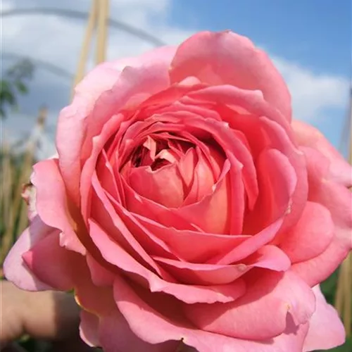 Strauchrose 'Jubilee Celebration'®