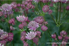 Kaukasus-Sterndolde 'Rosea' 1 Liter Topf