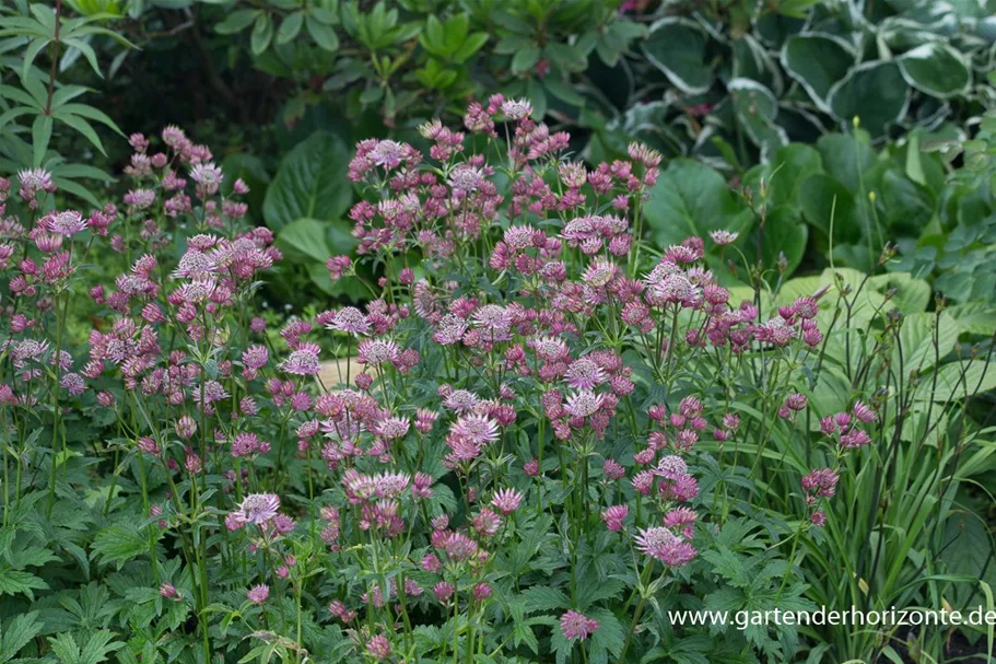 Kaukasus-Sterndolde 'Rosea' 1 Liter Topf