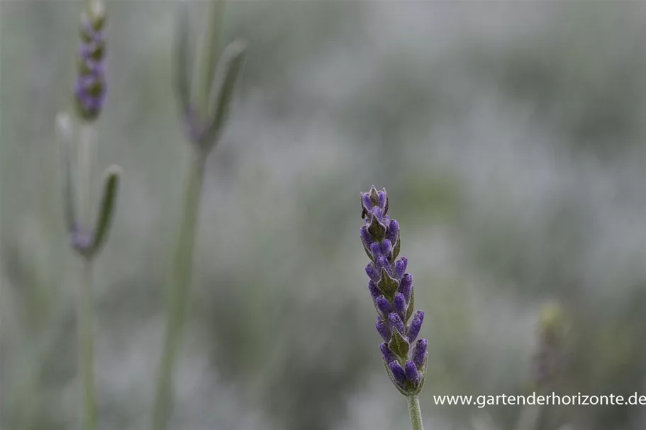 Lavendel 'Silver Mist' 9 x 9 cm Topf 0,5 Liter