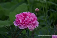 Pfingstrose 'Amabilis' 2 Liter Topf