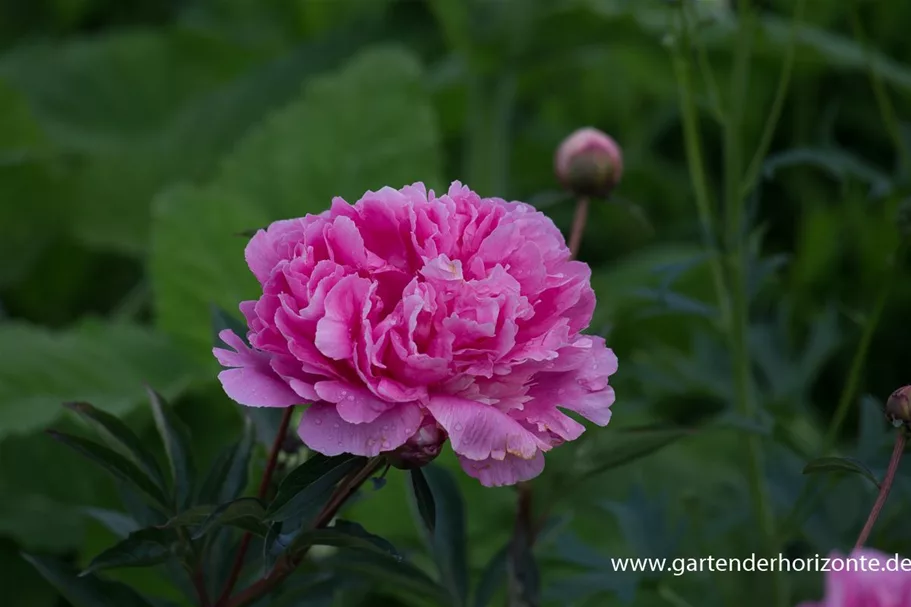 Pfingstrose 'Amabilis' 2 Liter Topf